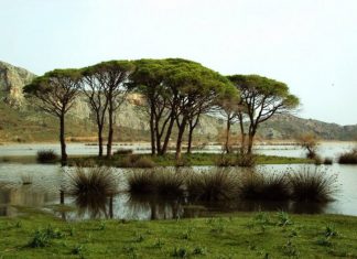 Το δάσος της Στροφυλιάς