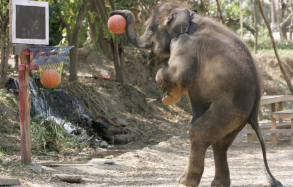 Τεχνητή νοημοσύνη εναντίον νοημοσύνης ζώων- Ξεκινάει ο πρώτος διαγωνισμός