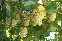 Με παραδοσιακούς χορούς αλλά και… Πασχάλη η “Γιορτή Τρύγου” στην παραλία Αγίας Τριάδας